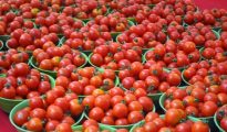 tomatoes-in-baskets