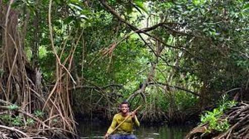 Delta Govt Signs MoU With UK Firm On Restoration Of Mangrove Forest, Seagrass Protection