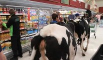 Cows In Supermarket