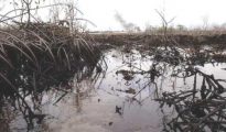 OIL POLLUTED AREA